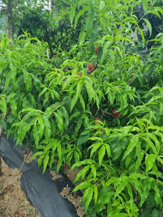 김용대님의 기타작물 · 영농일지 작성글 사진