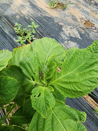 조정구님의 들깨 · 영농일지 작성글 사진