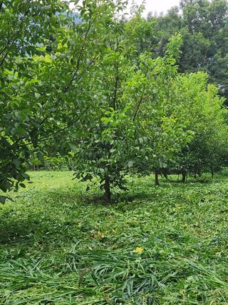 최군환님의 기타작물 · 영농일지 작성글 사진