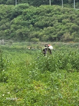 팜모닝회원 바이크농원님의 감자 · 영농일지 작성글 사진