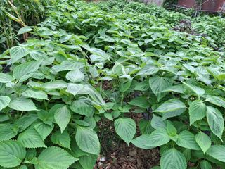 체리123님의 들깨 · 영농일지 작성글 사진