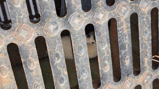 들깨고추아줌마님의 기타작물 · 영농일지 작성글 사진