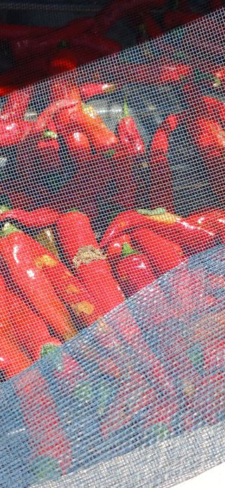 손성금님의 고추 · 영농일지 작성글 사진