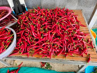 유명숙님의 고추 · 영농일지 작성글 사진