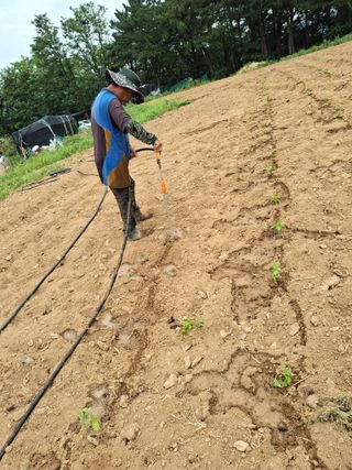 박진하님의 기타작물 · 영농일지 작성글 사진