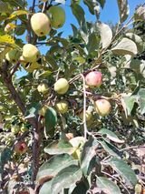 팜모닝 사과·영농일지 게시글 이미지