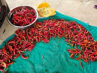 유명숙님의 고추 · 영농일지 작성글 사진