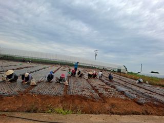 결단이님의 파 · 영농일지 작성글 사진