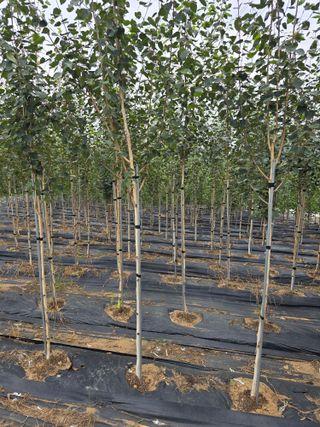 청주자작나무님의 기타작물 · 영농일지 작성글 사진