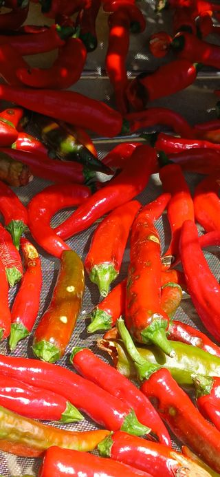 손성금님의 고추 · 영농일지 작성글 사진