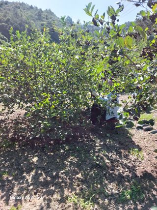 손길준님의 사과 · 영농일지 작성글 사진