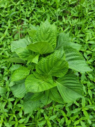 이혜정님의 들깨 · 영농일지 작성글 사진