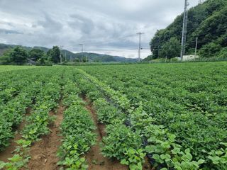 신현효님의 참깨 · 영농일지 작성글 사진