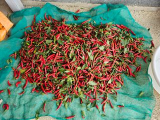 유명숙님의 고추 · 영농일지 작성글 사진