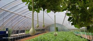 황인동님의 기타작물 · 영농일지 작성글 사진