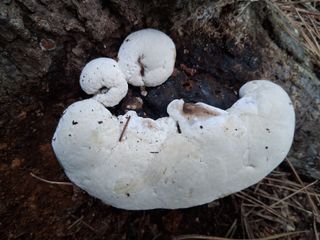 우철님의 기타작물 · 영농일지 작성글 사진