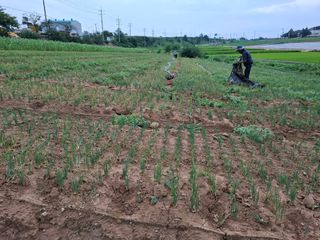 결단이님의 파 · 영농일지 작성글 사진