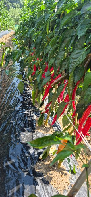 강성분님의 고추 · 영농일지 작성글 사진