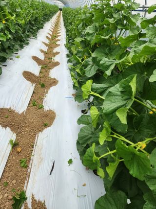 김저팔계님의 기타작물 · 영농일지 작성글 사진