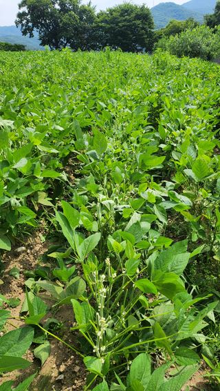 남상호 님의 콩 · 영농일지 작성글 사진