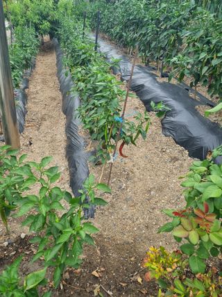 김용대님의 기타작물 · 영농일지 작성글 사진