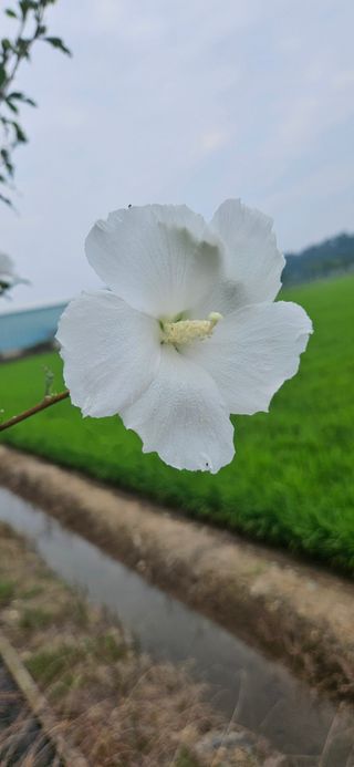 구춘봉님의 벼 · 영농일지 작성글 사진