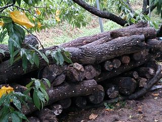 논산푸른팜님의 콩 · 영농일지 작성글 사진
