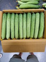 팜모닝 기타작물·영농일지 게시글 이미지