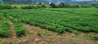 김동제님의 기타작물 · 영농일지 작성글 사진