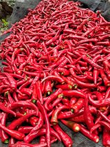 팜모닝 고추·영농일지 게시글 이미지