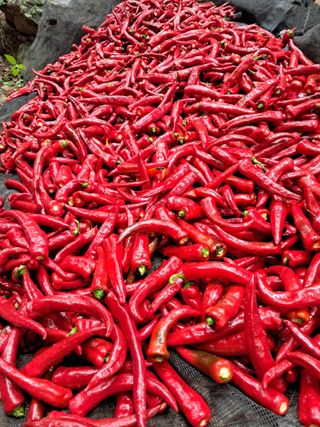 호박18962님의 고추 · 영농일지 작성글 사진