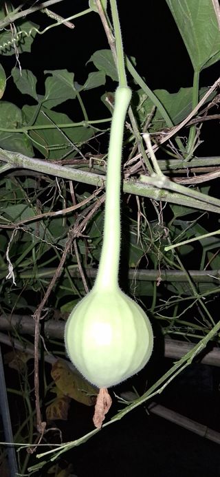 우철님의 기타작물 · 영농일지 작성글 사진