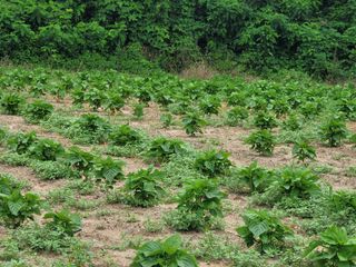 이혜정님의 들깨 · 영농일지 작성글 사진