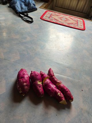 친환경아줌아님의 고구마 · 영농일지 작성글 사진