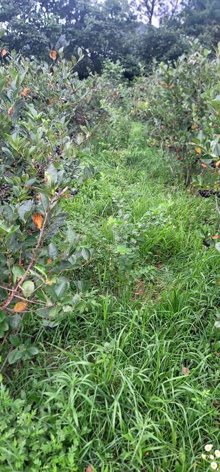 박종화님의 기타작물 · 영농일지 작성글 사진