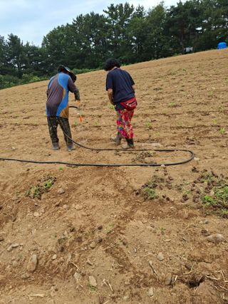 박진하님의 기타작물 · 영농일지 작성글 사진