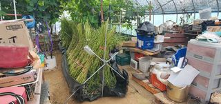 박상중님의 참깨 · 영농일지 작성글 사진