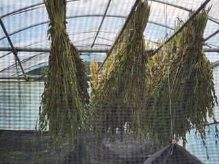 쏭이네농장(현자)님의 기타작물 · 영농일지 작성글 사진