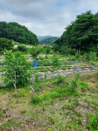 18562최장영님의 고구마 · 영농일지 작성글 사진