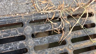 들깨고추아줌마님의 기타작물 · 영농일지 작성글 사진