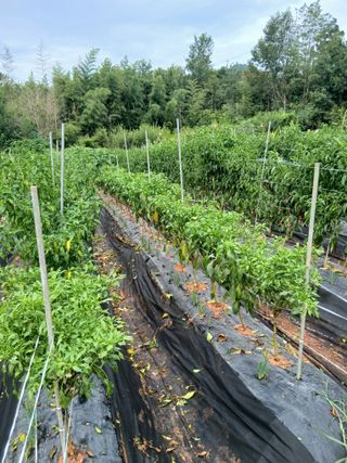 김형수님의 기타작물 · 영농일지 작성글 사진