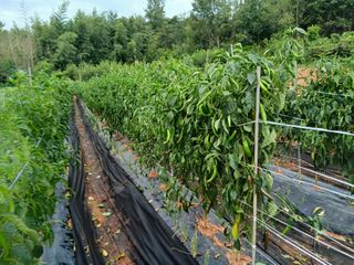 김형수님의 기타작물 · 영농일지 작성글 사진