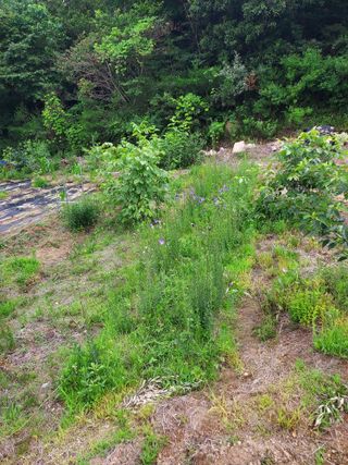 18562최장영님의 고구마 · 영농일지 작성글 사진