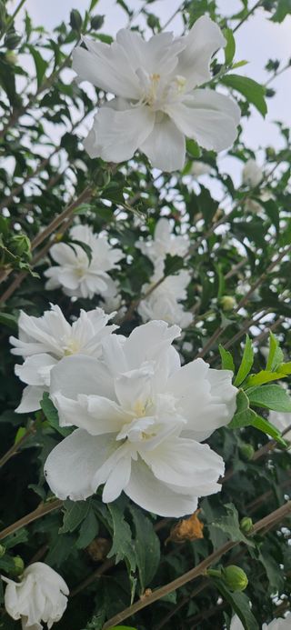 구춘봉님의 벼 · 영농일지 작성글 사진