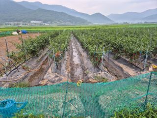 사천시향촌동 돼지띠님의 고추 · 영농일지 작성글 사진