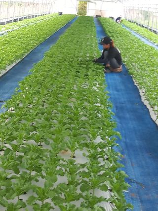 농민님의 기타작물 · 영농일지 작성글 사진