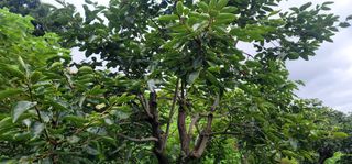 박종화님의 기타작물 · 영농일지 작성글 사진