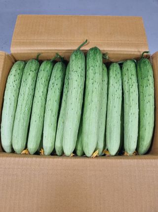 김희범님의 기타작물 · 영농일지 작성글 사진