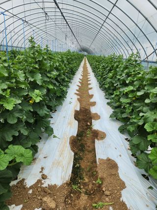 김저팔계님의 기타작물 · 영농일지 작성글 사진