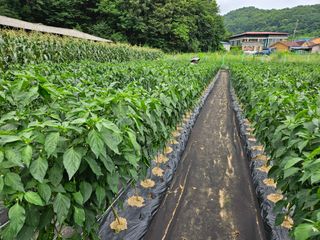 경달현님의 고추 · 영농일지 작성글 사진